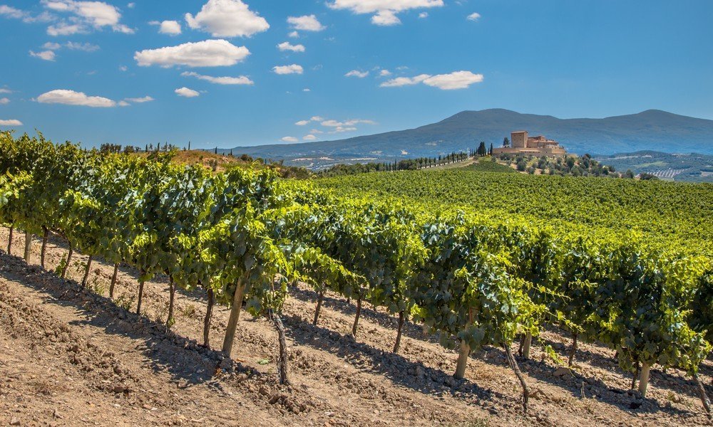 Vineyards in France and Italy: who buys them and for how much?