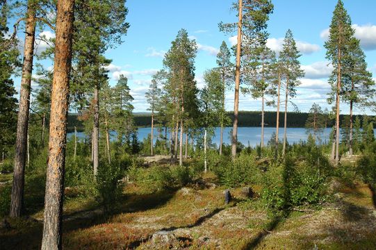 Land in Vuontisjärvi