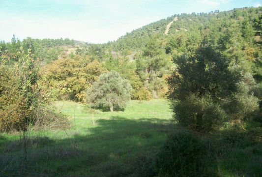 Land in Paphos Municipality