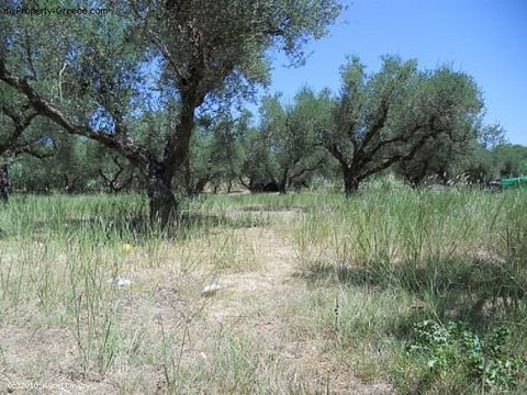 Land in Vasilikos
