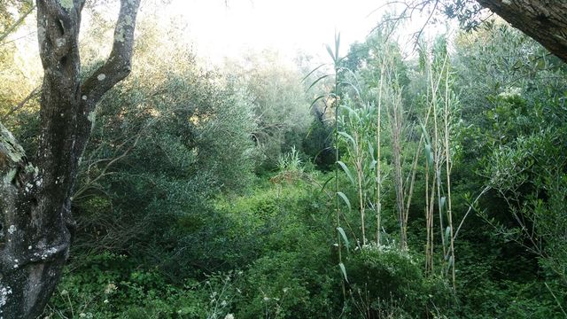 Land in Kerkyra