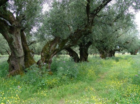 Land in Zakynthos