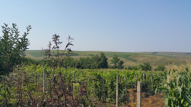 Land in Chișcăreni