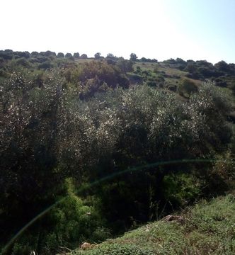 Land in Rethymnon